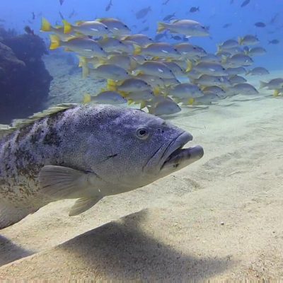 Cabo Pulmo Adventures