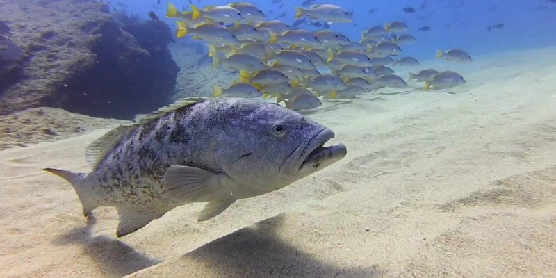 Cabo Pulmo Adventures